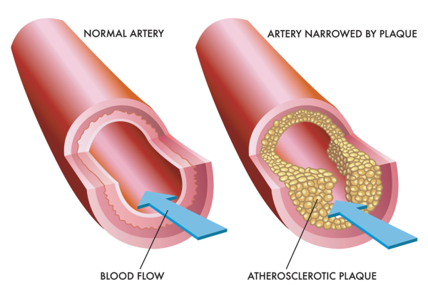 blood circulation diagram arteries veins