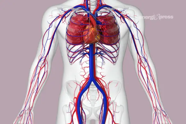 blood vessels