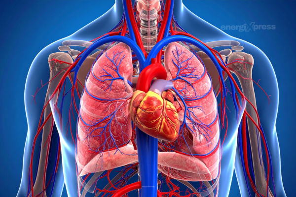 human body with blood flow - veins and arteries highlighted