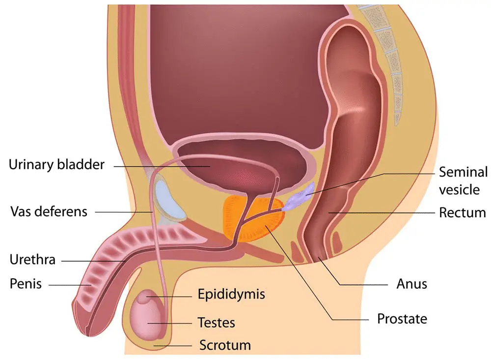Male Reproductive System